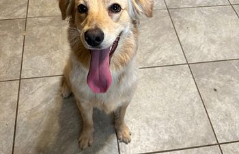 Book Drop in 1 Class Reactive Dog 2 