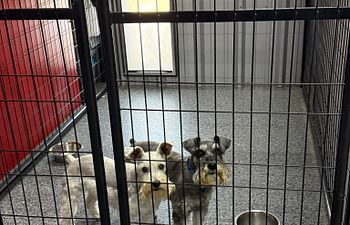 Book Full Throttle Haven  - Outside Access (2 Dogs) 