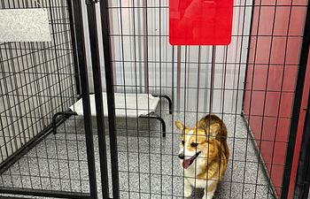 Book Raceway Retreat - Indoor (1 Dog)- 5x5