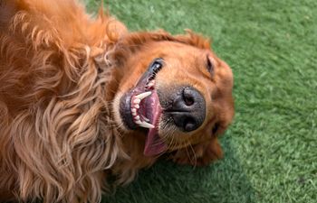 Book Quick Paws Mini-Sessions