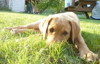 Book Puppy Prep visit