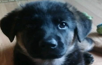 Book Puppy training class
