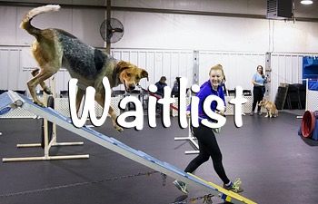 Book Beginning Agility / Confidence Building