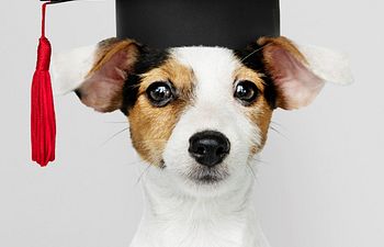 Book Private Puppy Training- Session 1