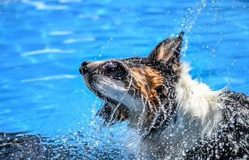 Book Pool Rental