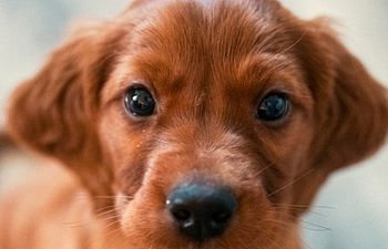 Book Puppy-Palooza