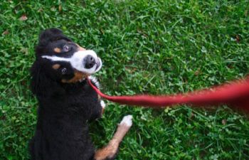 Book CT101 Private Puppy Training