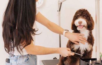 Book Brush & Comb 4: LARGE