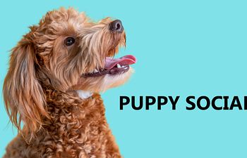 Book Puppy Social- Puppy Enrichment & Play (8-20 weeks)