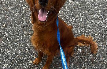 Book Loose Leash Lessons