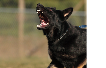 Book "Ruff to Regal" Reactive Dog Clinic