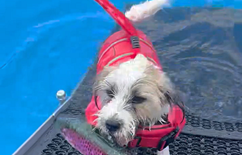 Book Dock Diving / Swimming Lesson
