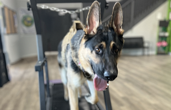 Book MuttMind & Body • Treadmill & Canine Fitness