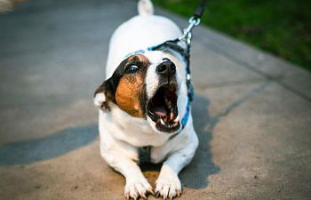 Book CR101 Reactive Dog Behavior Consultation 