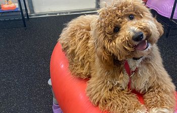 Book Canine Fitness Wellness