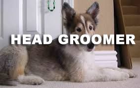 Book GROOMING: Shave & A Haircut - Head Groomer (Medium to Long Coats) - 4 - *X_LARGE DOG* (50_to_79lbs) - $115+ (SHAVE INCLUDED)