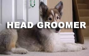 Book GROOMING: Shave & A Haircut - Head Groomer (Medium to Long Coats) - 4 - *X_LARGE DOG* (50_to_79lbs) - $115+ (FULL HAIRCUT INCLUDED)