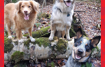 Book K9 Forest School