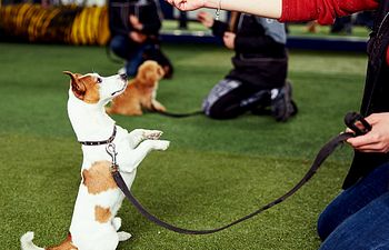 Book Obedience Training - 2 Dogs- Joint Session