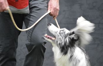 Book Obedience Level 2 (Intermediate)