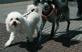 Book Dog Walking - 2 Dogs