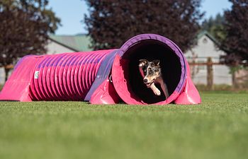 Book Young Dog Sequencing - Karen Childs