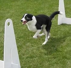 Book Flyball Practice - Cascade Comets