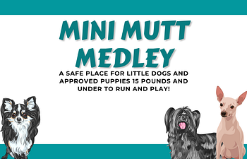 Book [01] Devon Socials - Mini Mutt Medley