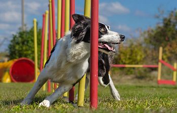 Book Agility | Level 2 | Beginner | Weaves and Tunnel