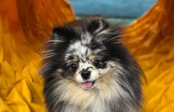 Book Returning Clients: Puppy Board and Train