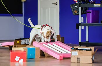 Book K9 Nose Work® NW1 Trial Prep