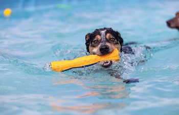 Book 30 Min Self-Serve Pool Session