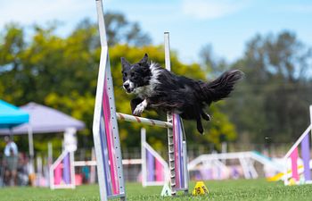 Book Threadles Start To Finish - Agility Mini Series