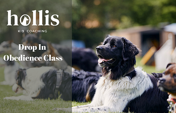 Book Hollis K-9 Club: Obedience/Manners Group Class