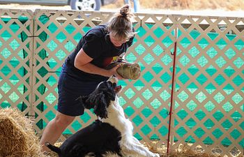 Book Senior Level Private Barn Hunt Lesson - 25 minute