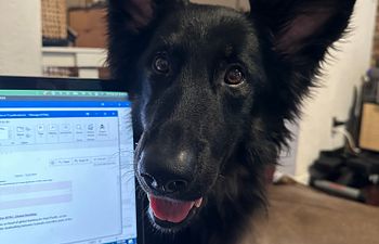 Book Well Mannered Pup Obedience Course