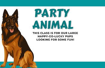 Book [01] Devon Socials - Party Animal