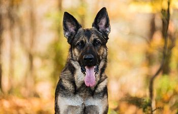 Book Basic Obedience- January 