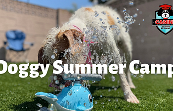 Book Summer CAMP
