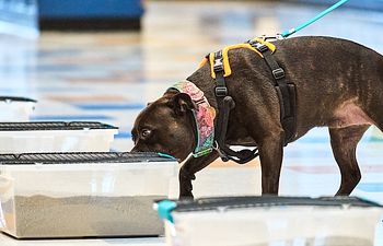 Book Intro to Scent Work Class