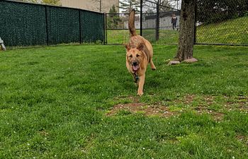 Book Pop-Up Paws Training Session- I (R)