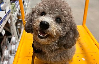 Book Think & Solve -Pup Up Workshop