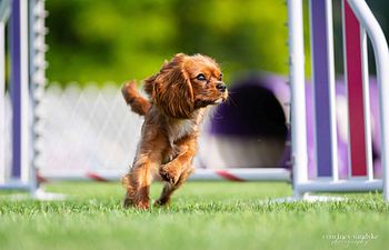 Book Agility Course Test - 1 run