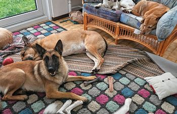 Book Dog to Dog Socialisation Workshop (10 - 18 months)