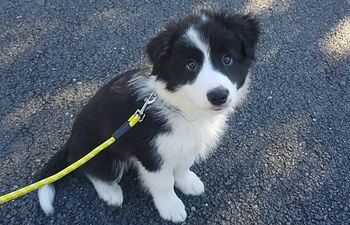 Book Private Puppy Training Session