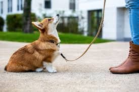 Book Canine Good Citizen, Tuesdays at 7:30pm