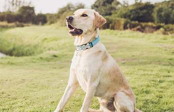 Book Obedience Program