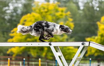 Book Drop In Agility Class