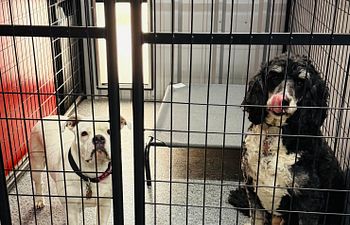 Book Full Throttle Haven  - Outside Access (2 Dogs) - 5X8 