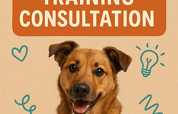 Book FREE  Mini Training Session